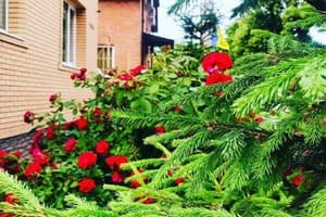 Мини-отель Садиба