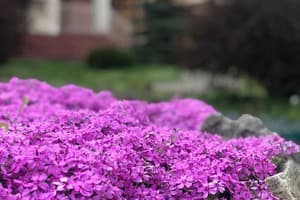 Срібний Водограй 22