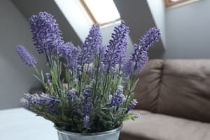 У Доминикана 17